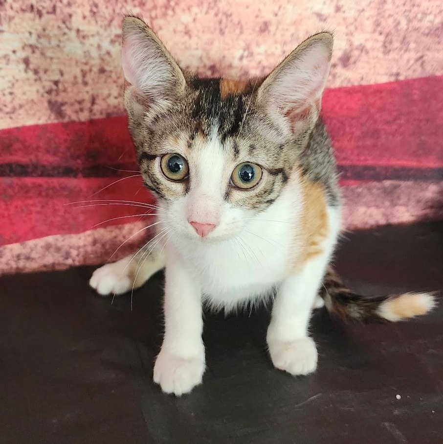 Daisy, an adopted Domestic Short Hair in Corpus Christi, TX image 1/2