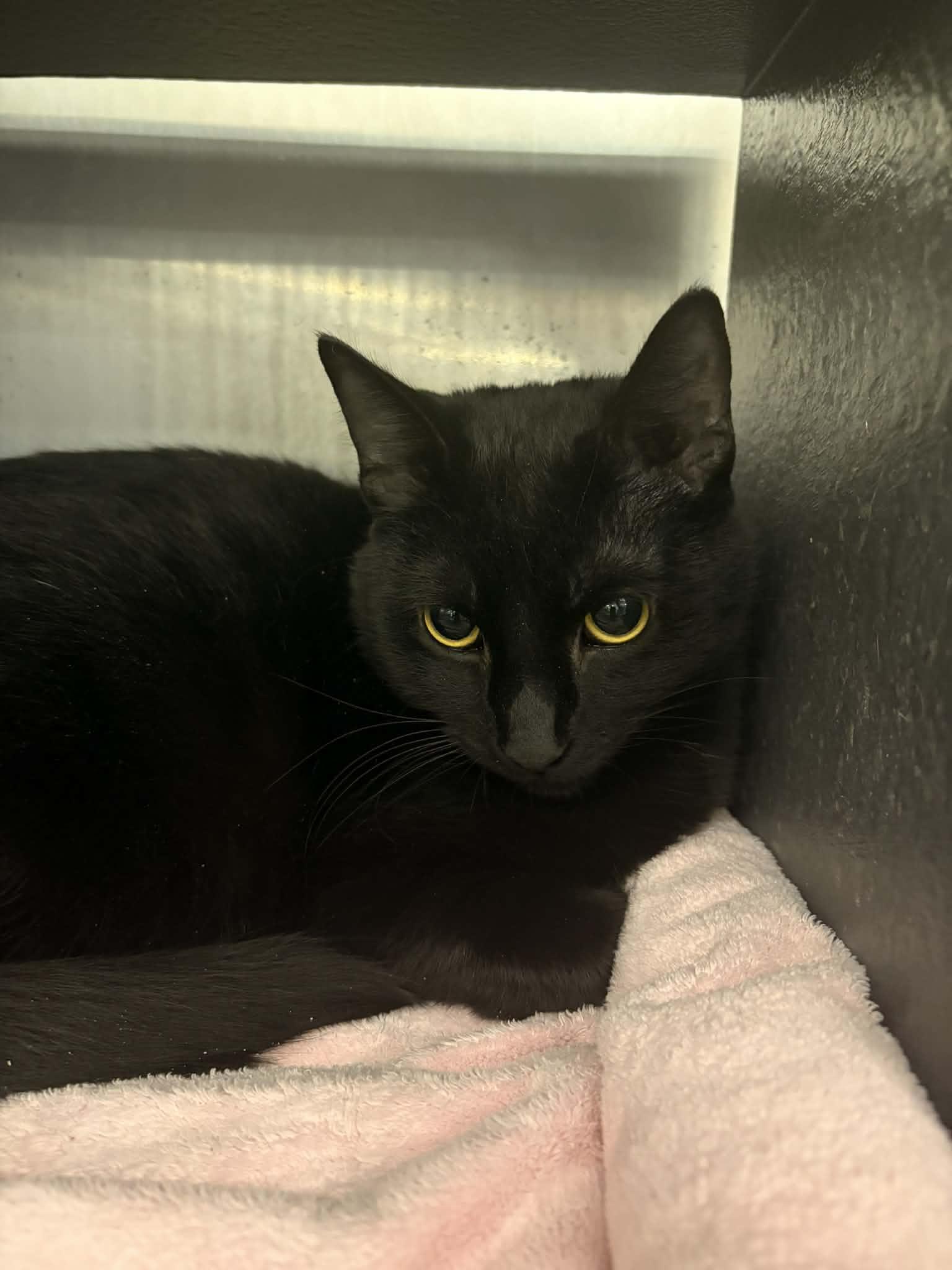 Green Bean, adopted, Young Male Domestic Short Hair.