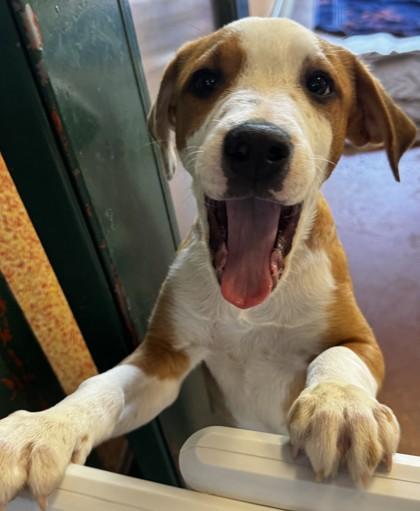 Skywalker, a Adoptable Mixed Breed in Stanwood, WA image 1/2