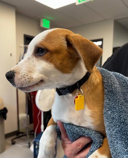 Skywalker, a Adoptable Mixed Breed in Stanwood, WA image 2/2