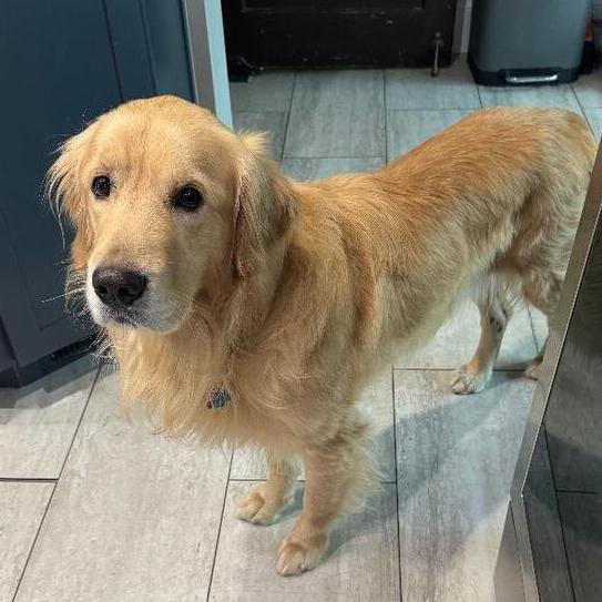 Harvey Smart, Adopted, Young Male Golden Retriever.