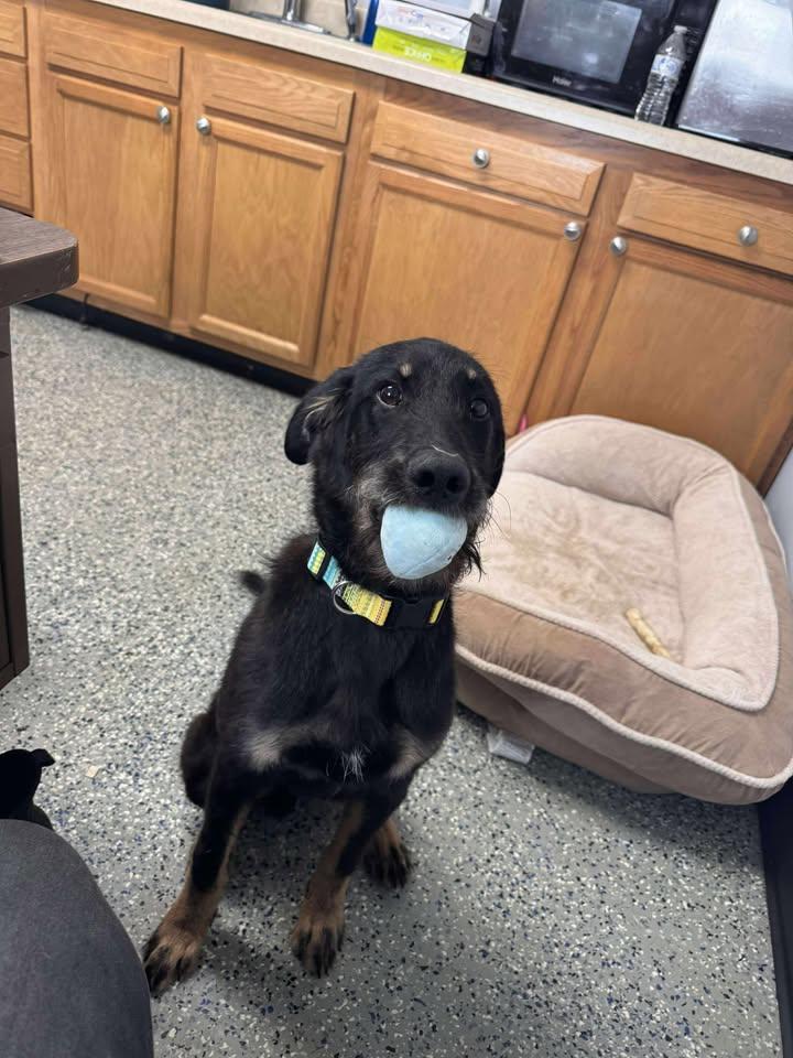 Grizzly, Adopted, Young Male German Shepherd Dog & Airedale Terrier.