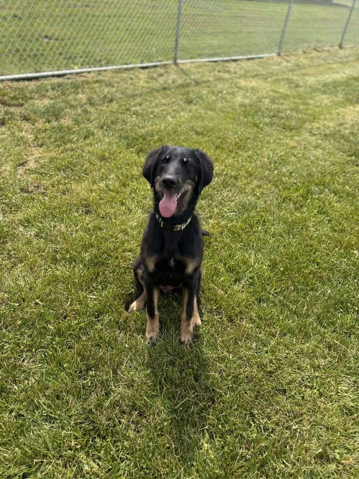 Grizzly, a Adopted mixed breed in Brownstown, IN image 2/5