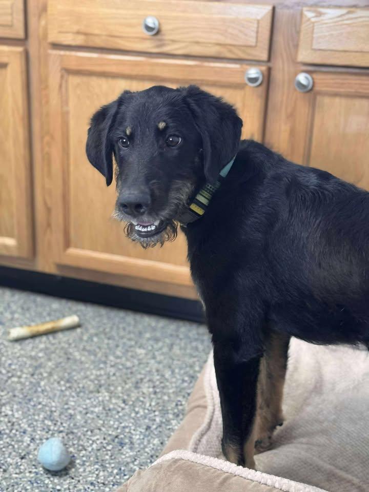 Grizzly, a Adopted mixed breed in Brownstown, IN image 3/5