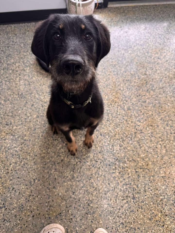 Grizzly, a Adopted mixed breed in Brownstown, IN image 4/5