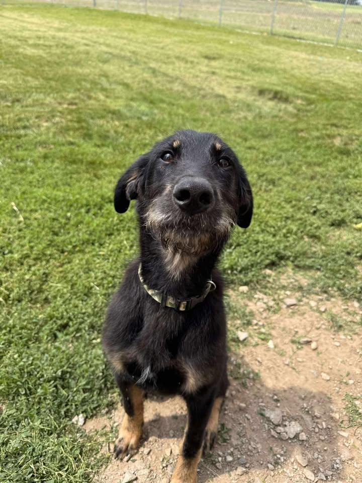 Grizzly, a Adopted mixed breed in Brownstown, IN image 5/5