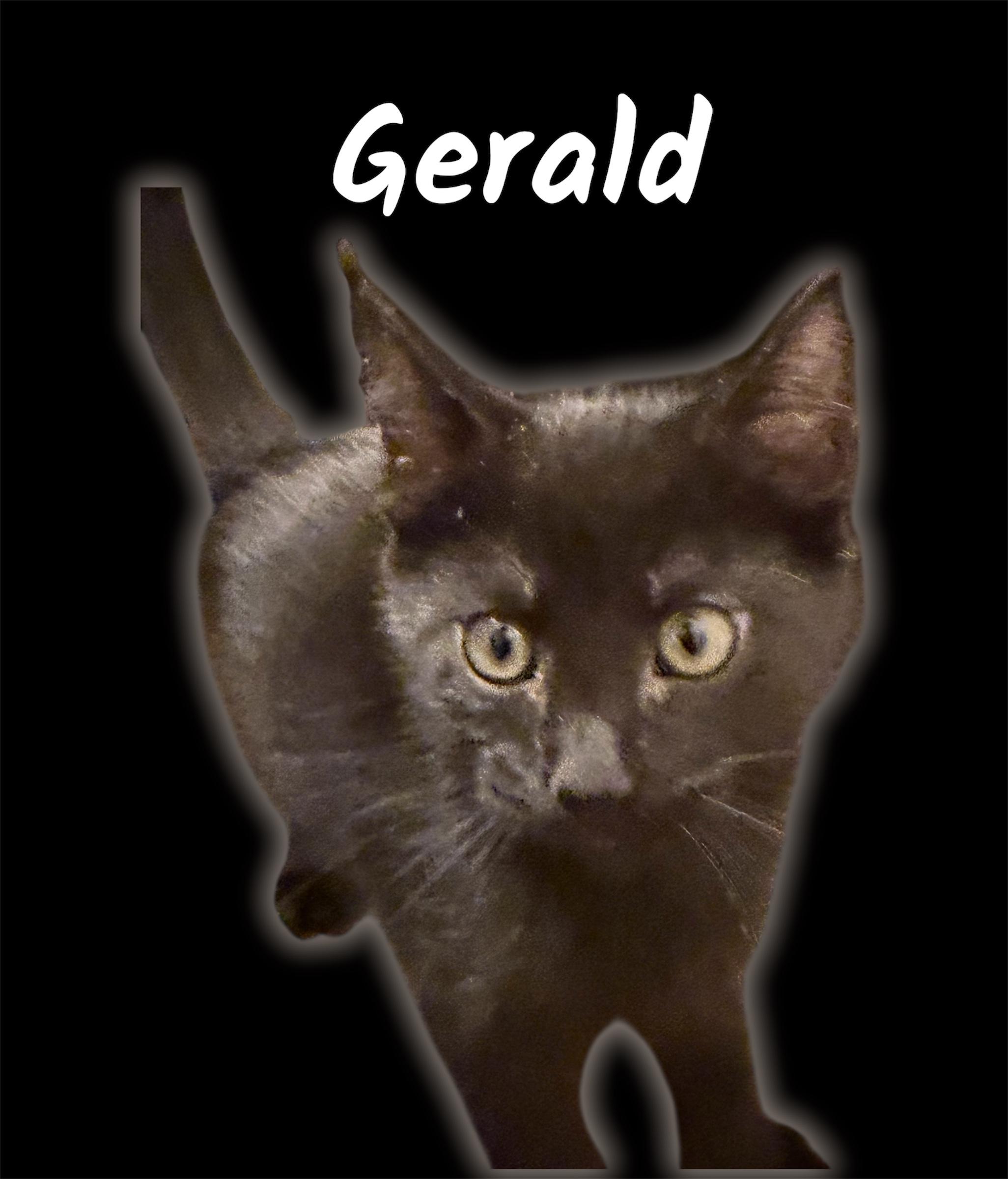 Gerald, ADOPTABLE, Kitten Male Domestic Short Hair.