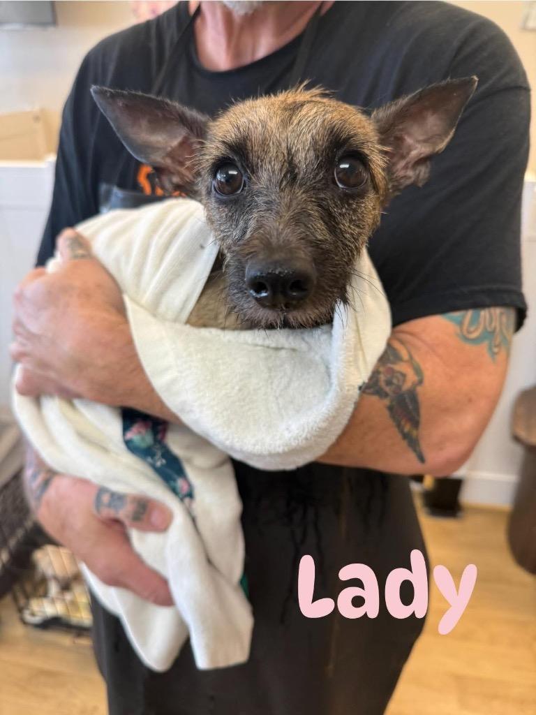 Enlarge 26Lady, a ADOPTABLE mixed breed in Shingle Springs, CA image 2/2