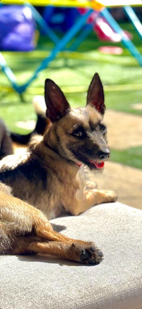 26Lady, ADOPTABLE, Young Female Terrier.