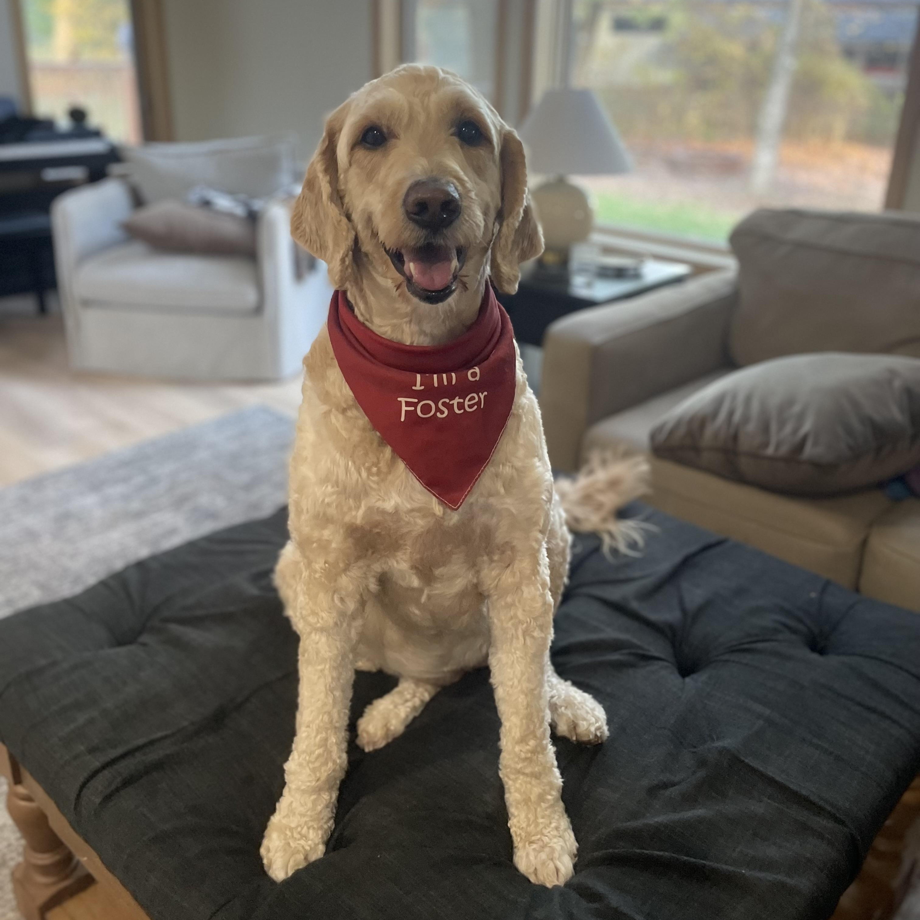 Bella - MEET AND GREET PENDING, an adoptable Goldendoodle in Fowlerville, MI, 48836 | Photo Image 1
