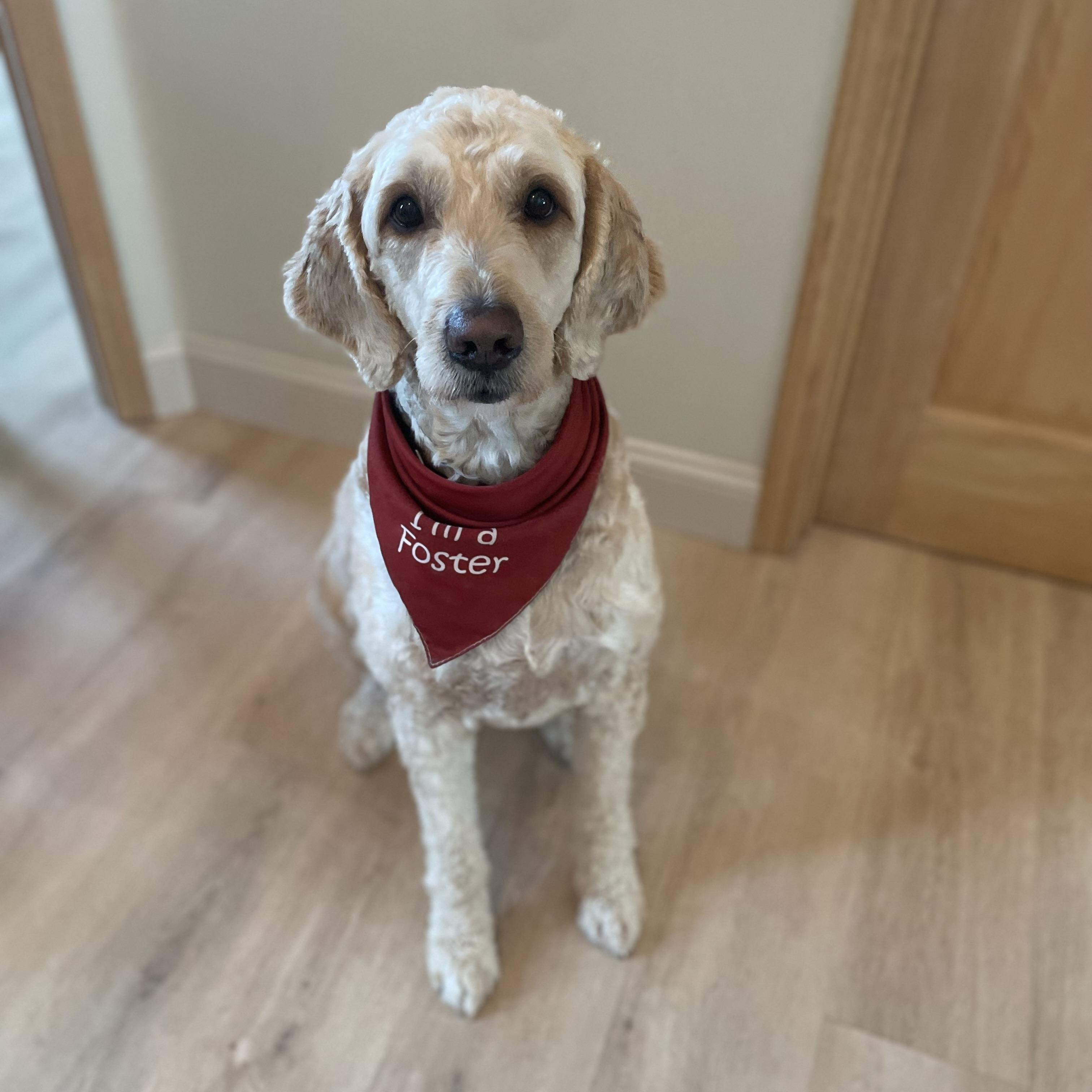 Bella - MEET AND GREET PENDING, an adoptable Goldendoodle in Fowlerville, MI, 48836 | Photo Image 3