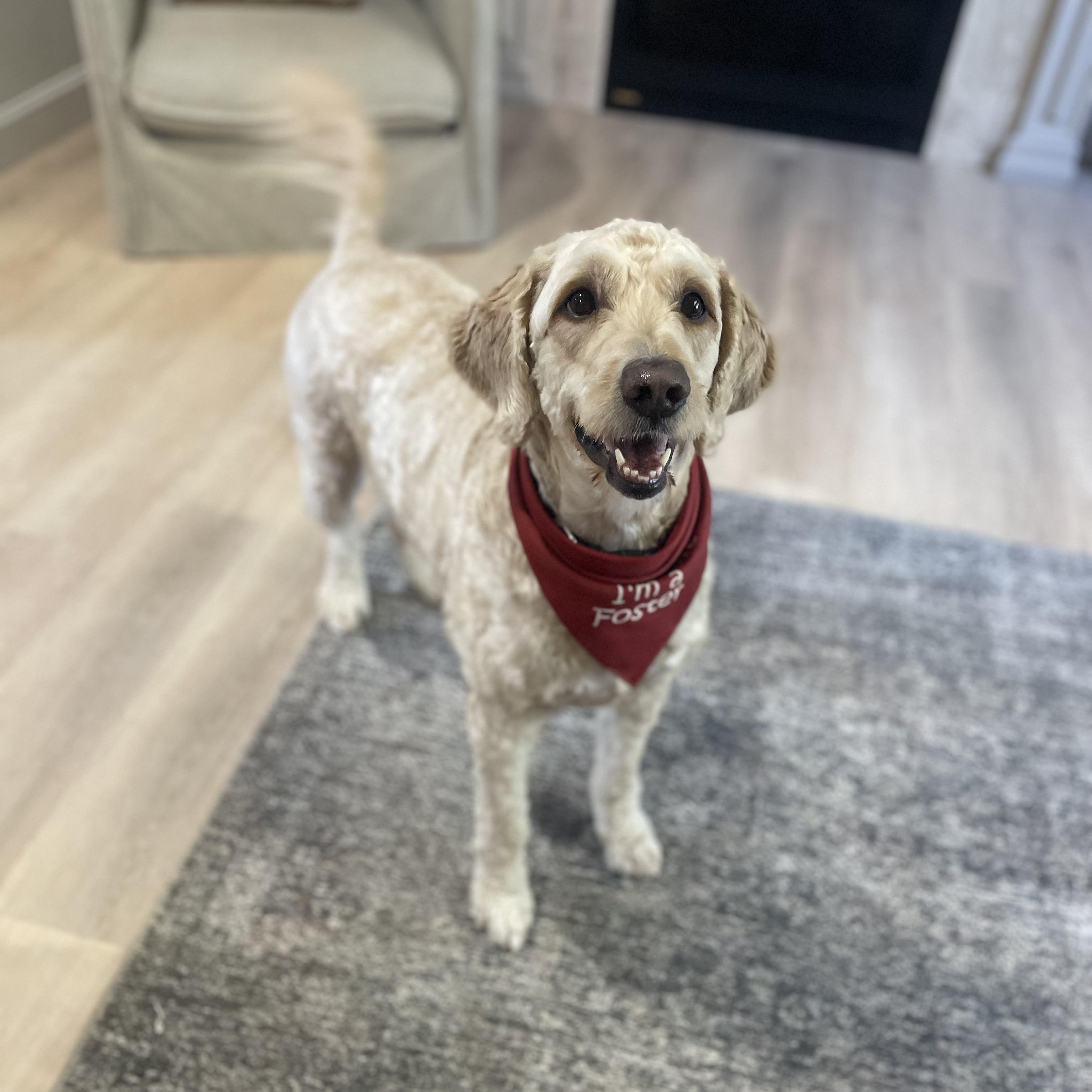 Bella - MEET AND GREET PENDING, an adoptable Goldendoodle in Fowlerville, MI, 48836 | Photo Image 2