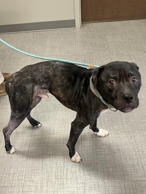 Vegeta Yrly 465, Adoptable, Adult Male Pit Bull Terrier.