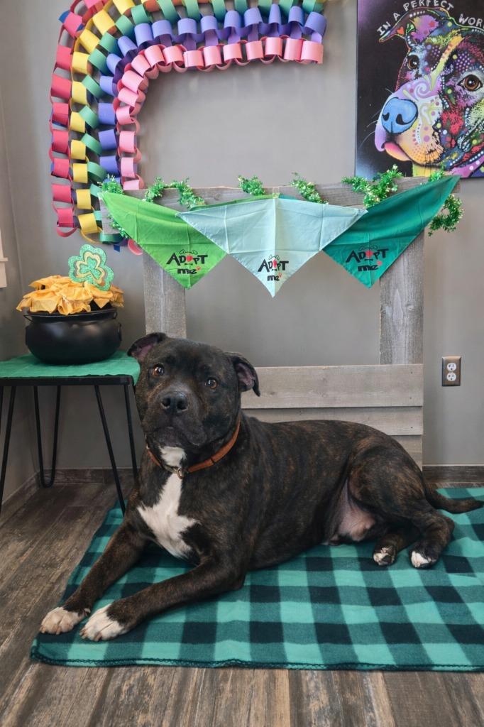 Vegeta Yrly 465, a Adopted Pit Bull Terrier in Sidney, OH image 2/5