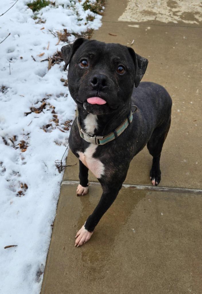 Vegeta Yrly 465, a Adoptable Pit Bull Terrier in Sidney, OH image 4/4