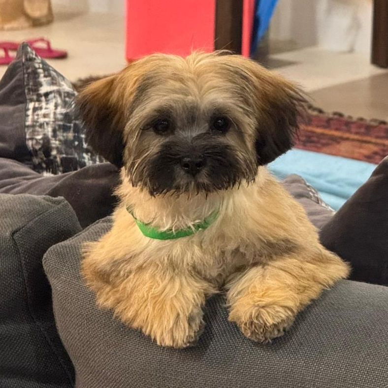 Brigitte Bardot Shih Tzu Dog