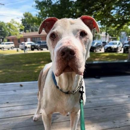 Ole Man Winter, a Adoptable mixed breed in Tunkhannock, PA image 1/2