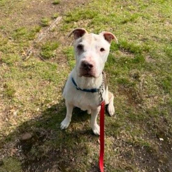 Ole Man Winter, a Adoptable mixed breed in Tunkhannock, PA image 2/2