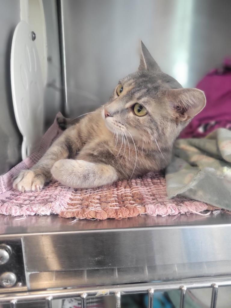 Ethyl, Adoptable, Young Female Domestic Short Hair.