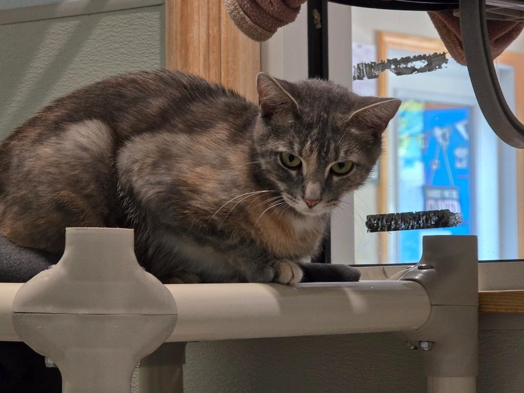 Enlarge Ethyl, a Adoptable mixed breed in Ashland, WI image 3/4