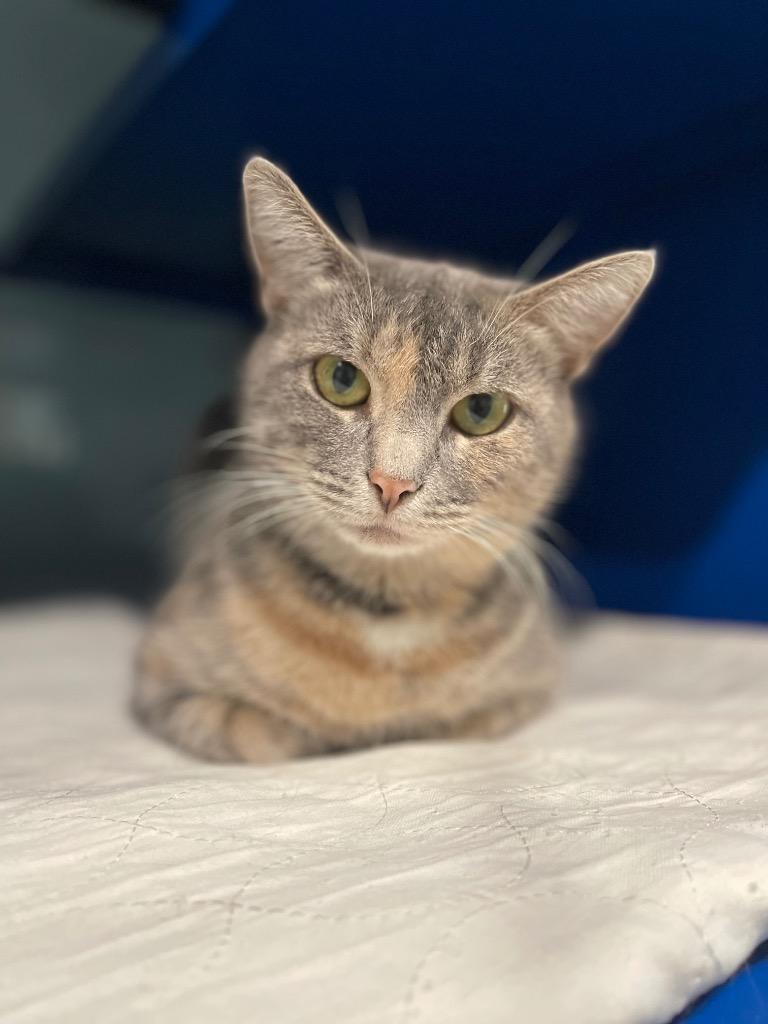 Ethyl, a Adoptable mixed breed in Ashland, WI image 4/6