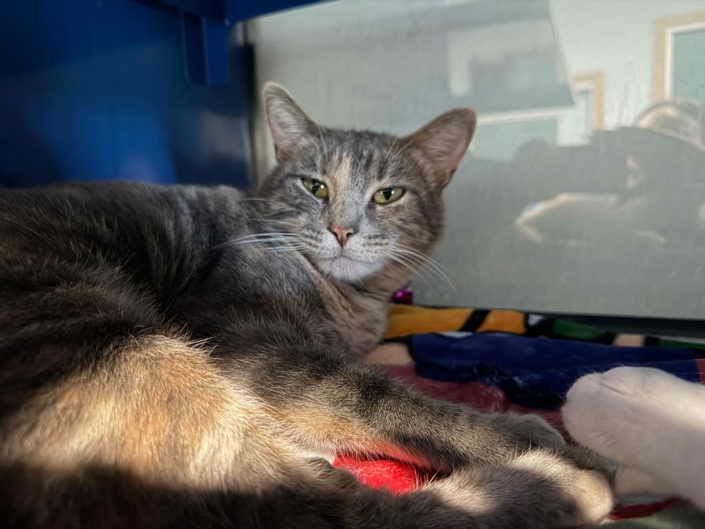Ethyl, a Adoptable mixed breed in Ashland, WI image 6/6
