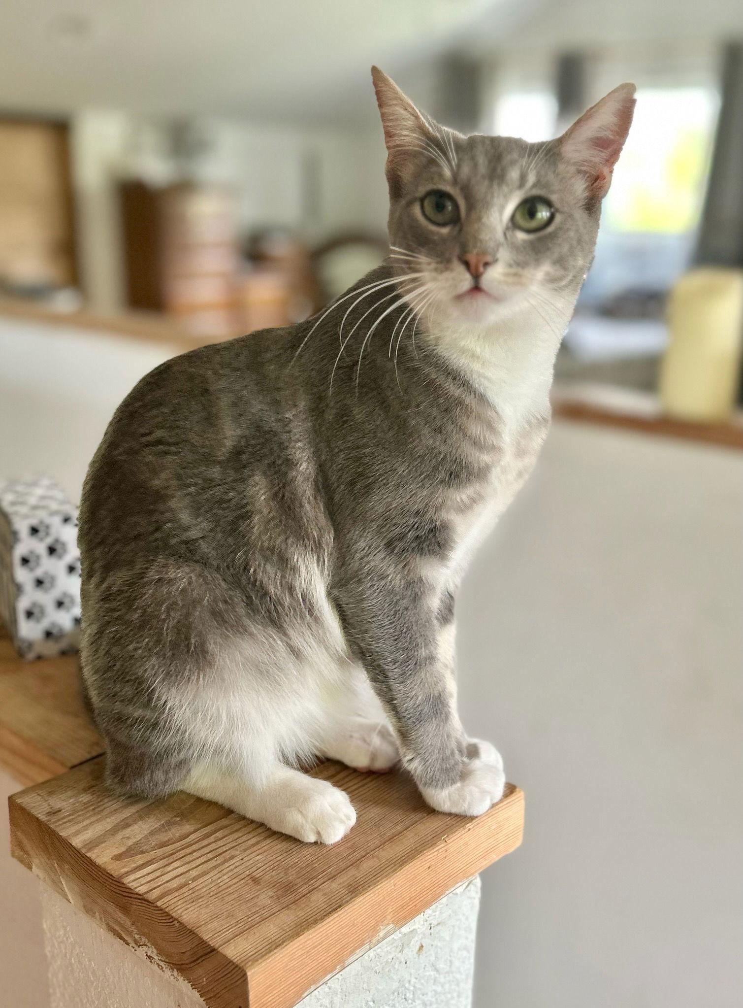 Freddy (Napa Petco), Adopted, Young Male Domestic Short Hair & American Shorthair.