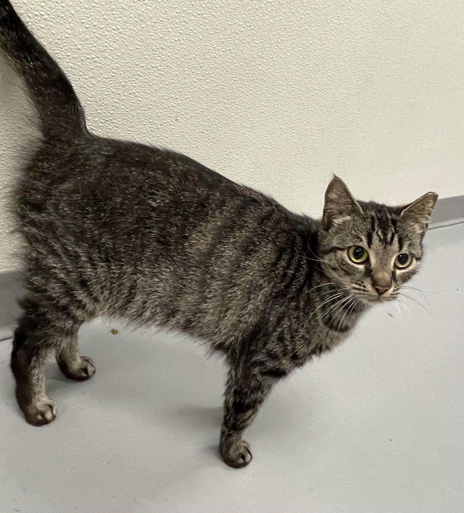 Enlarge Scout, a Adopted Domestic Short Hair in Covington, VA image 1/1