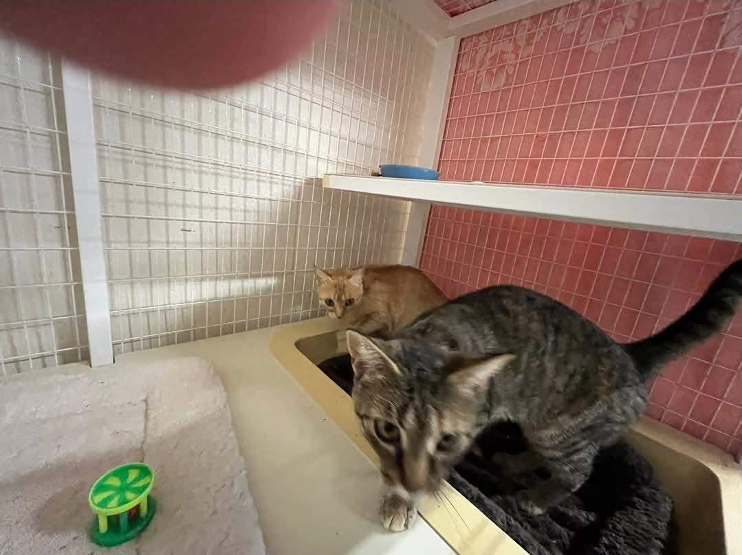 BARN CATS, Young Female Domestic Short Hair