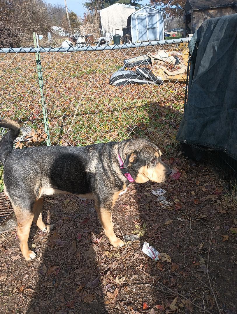 Dog for adoption Romeo, a Mixed Breed in Nixa, MO Petfinder