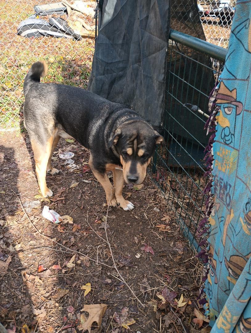 Dog for adoption Romeo, a Mixed Breed in Nixa, MO Petfinder