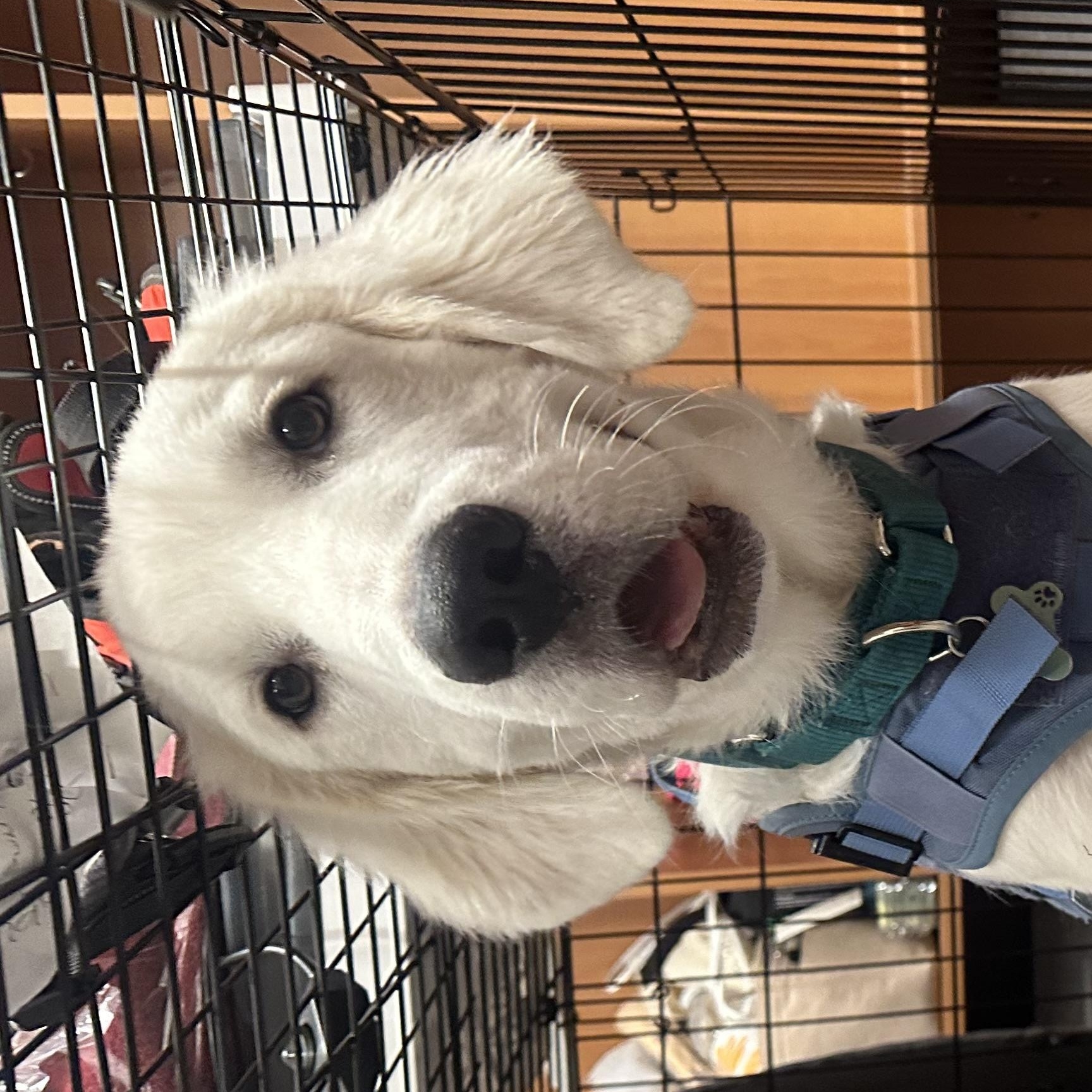 Enlarge Wolverine, a Adopted Great Pyrenees in kirby, TX image 2/3