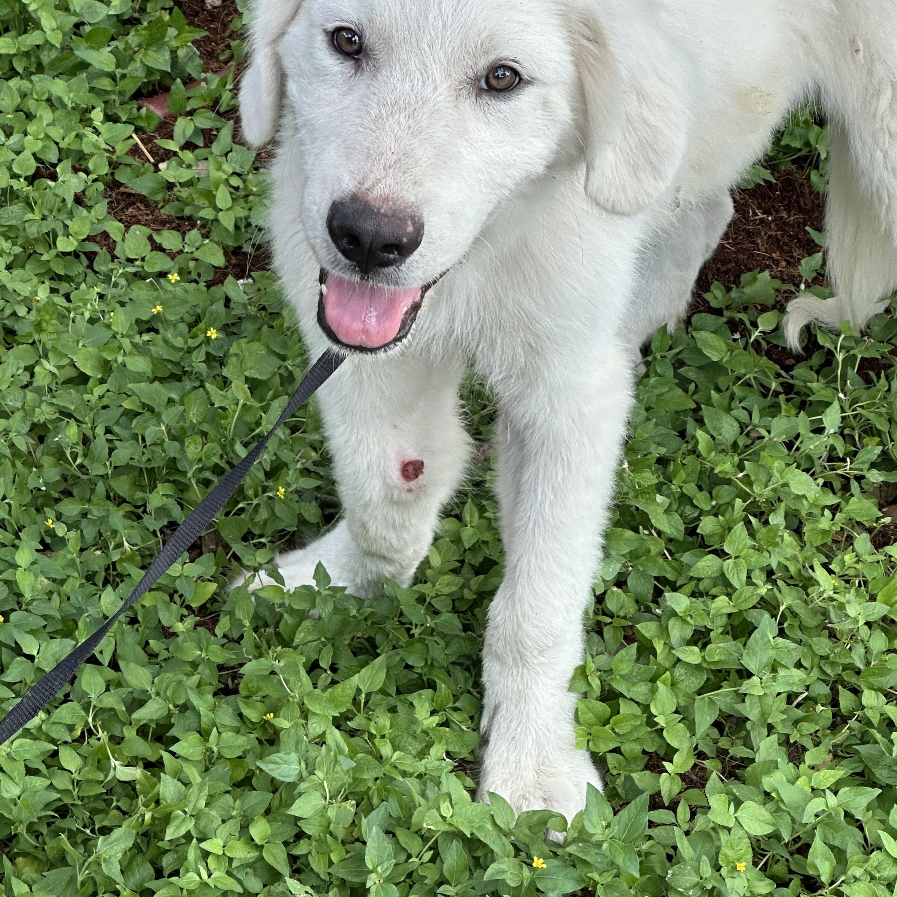Enlarge Wolverine, a Adopted Great Pyrenees in kirby, TX image 3/3