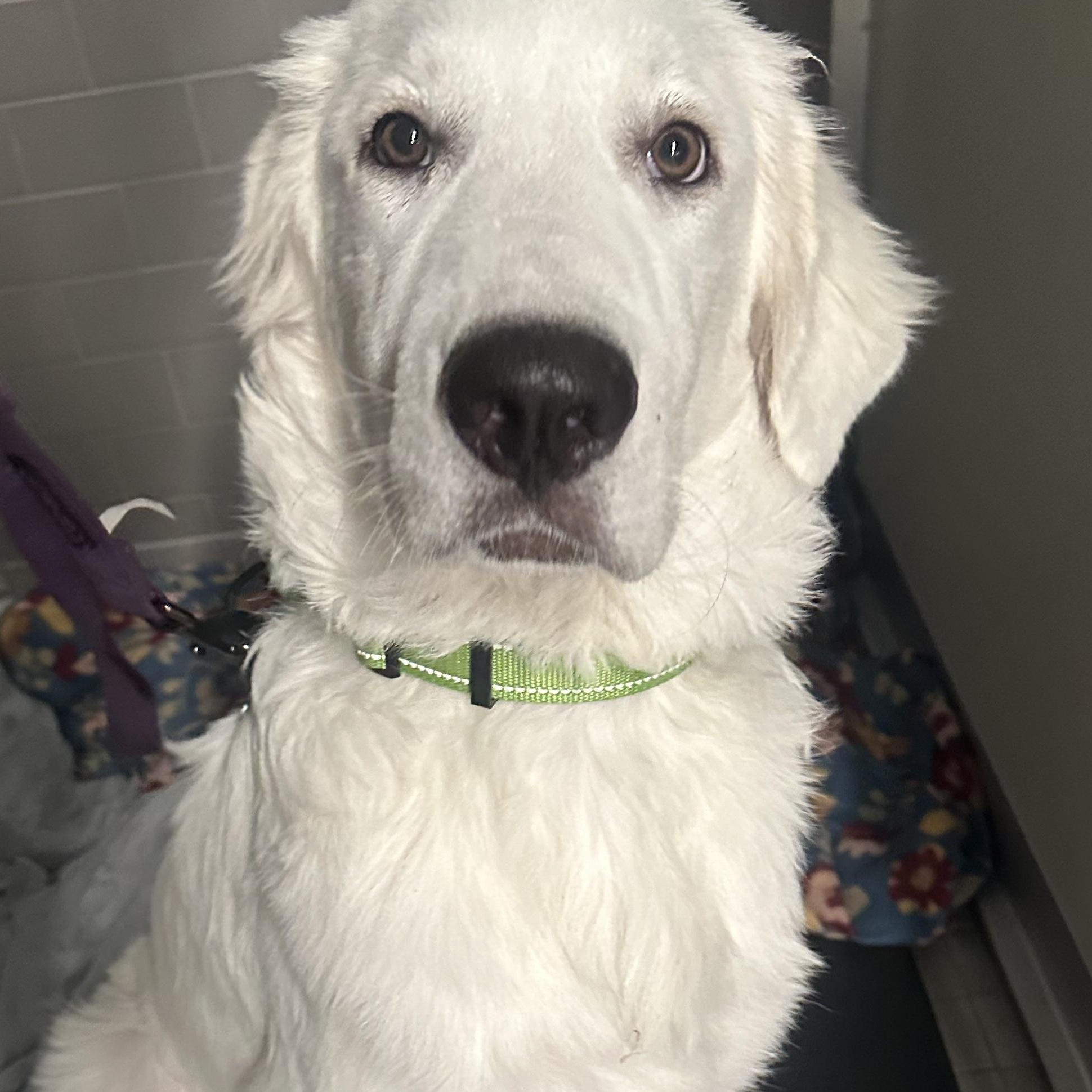 Wolverine, Adopted, Young Male Great Pyrenees.