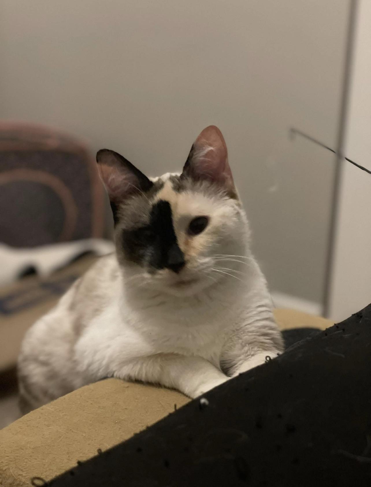 Eleven, Adoptable, Adult Female Domestic Medium Hair.