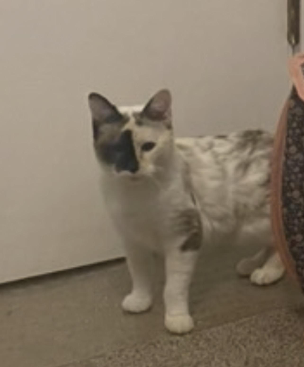 Enlarge Eleven, a Adoptable mixed breed in Lockport, IL image 2/5