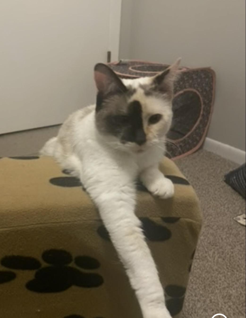 Enlarge Eleven, a Adoptable mixed breed in Lockport, IL image 3/5