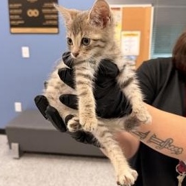 Enlarge Cricket, a Adoptable Domestic Short Hair in Converse, TX image 2/2