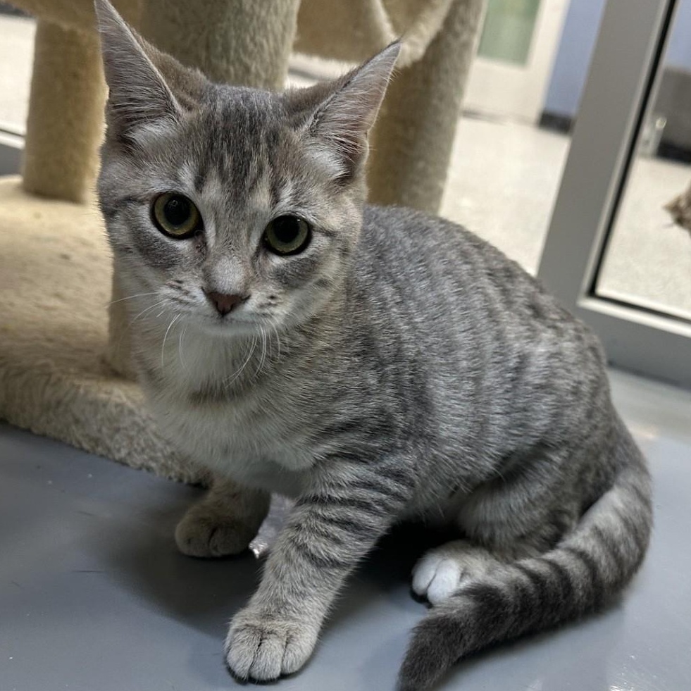 Cricket, Adoptable, Young Female Domestic Short Hair.