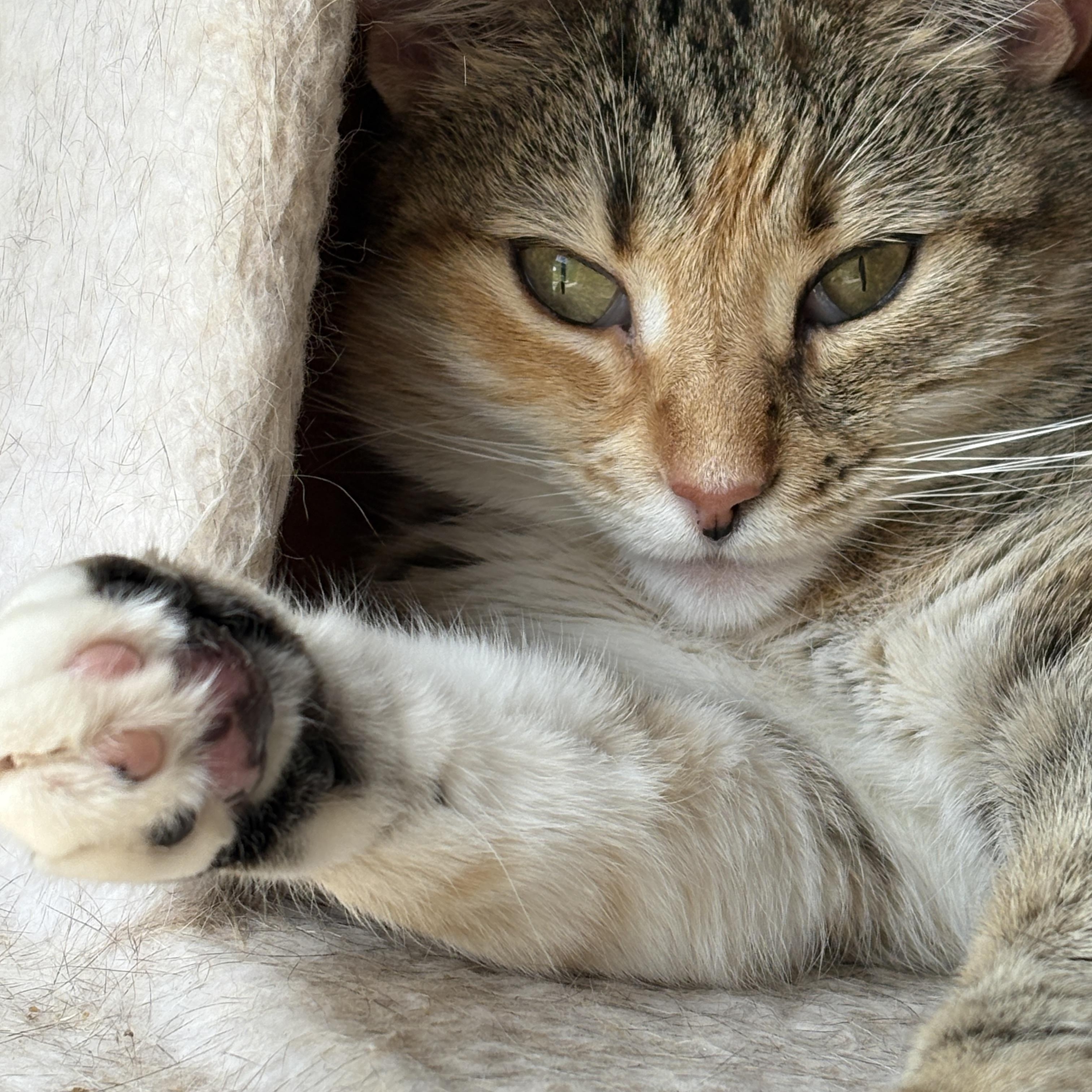 Enlarge Priscilla, a Adoptable Domestic Short Hair in Bethel , CT image 5/5