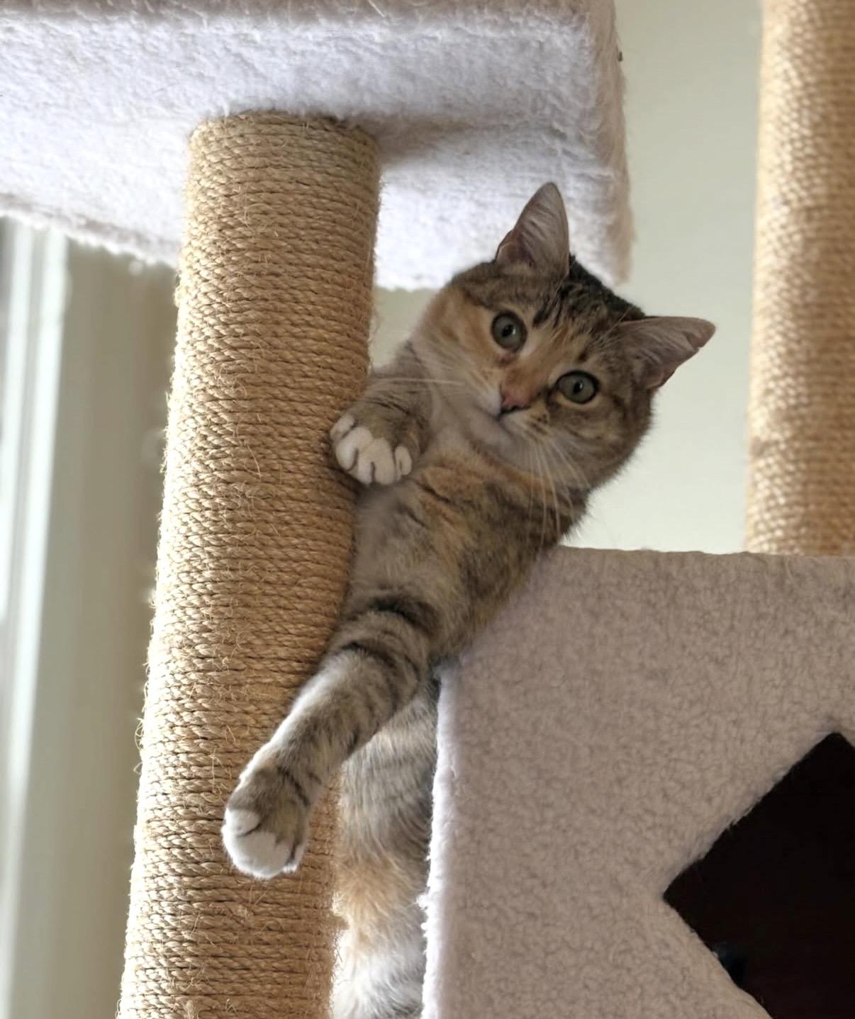 Enlarge Priscilla, a Adoptable Domestic Short Hair in Bethel , CT image 2/5