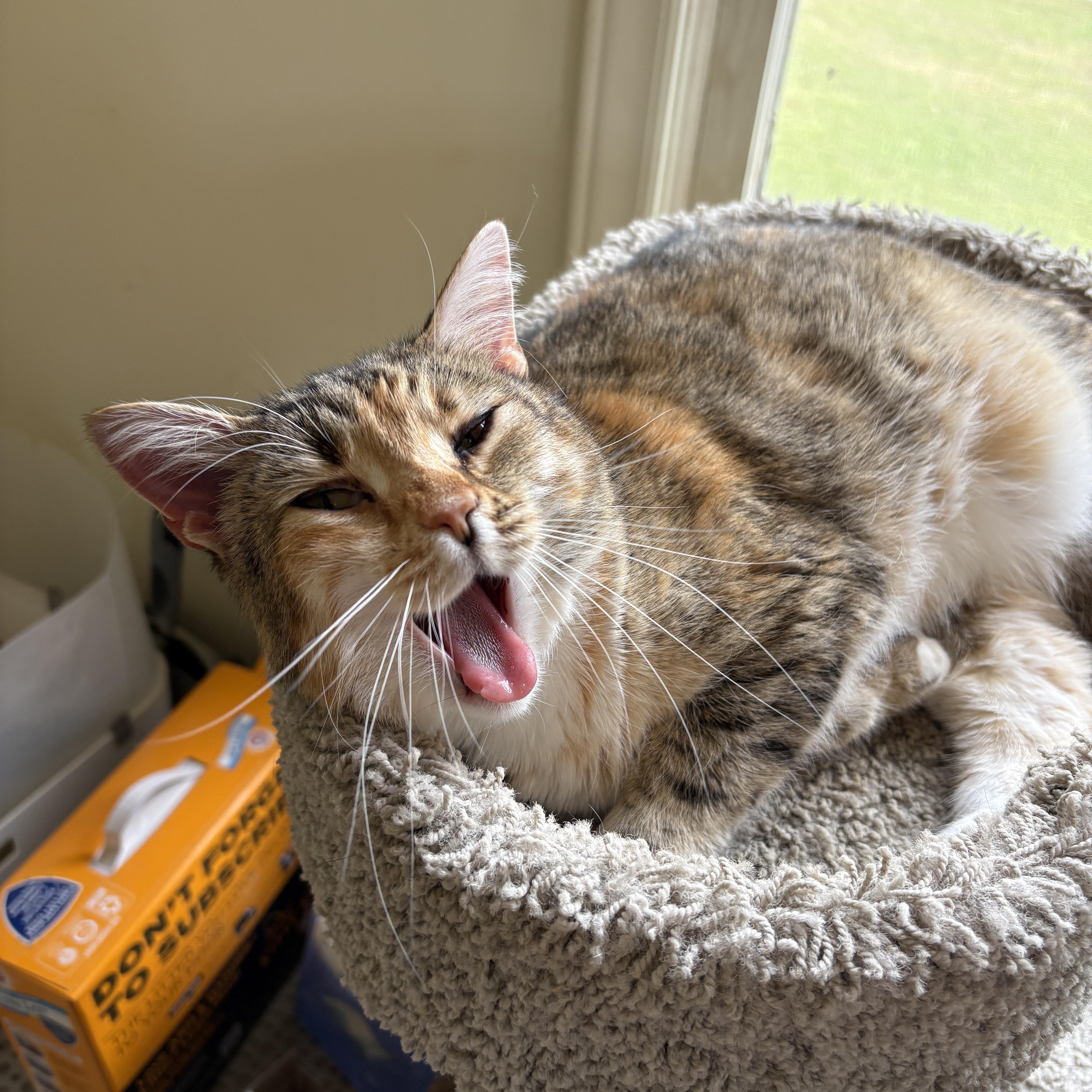Enlarge Priscilla, a Adoptable Domestic Short Hair in Bethel , CT image 4/5