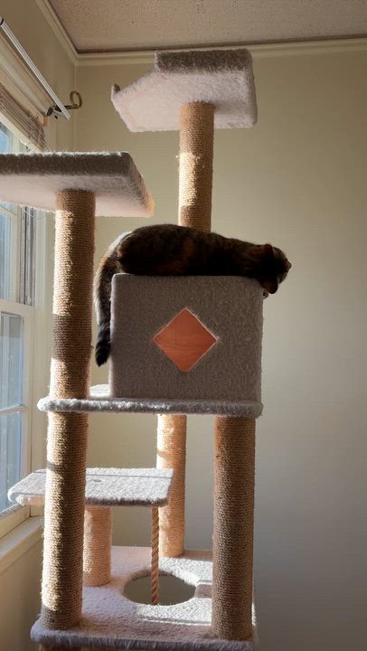 Enlarge Priscilla, a Adoptable Domestic Short Hair in Bethel , CT video 3/5