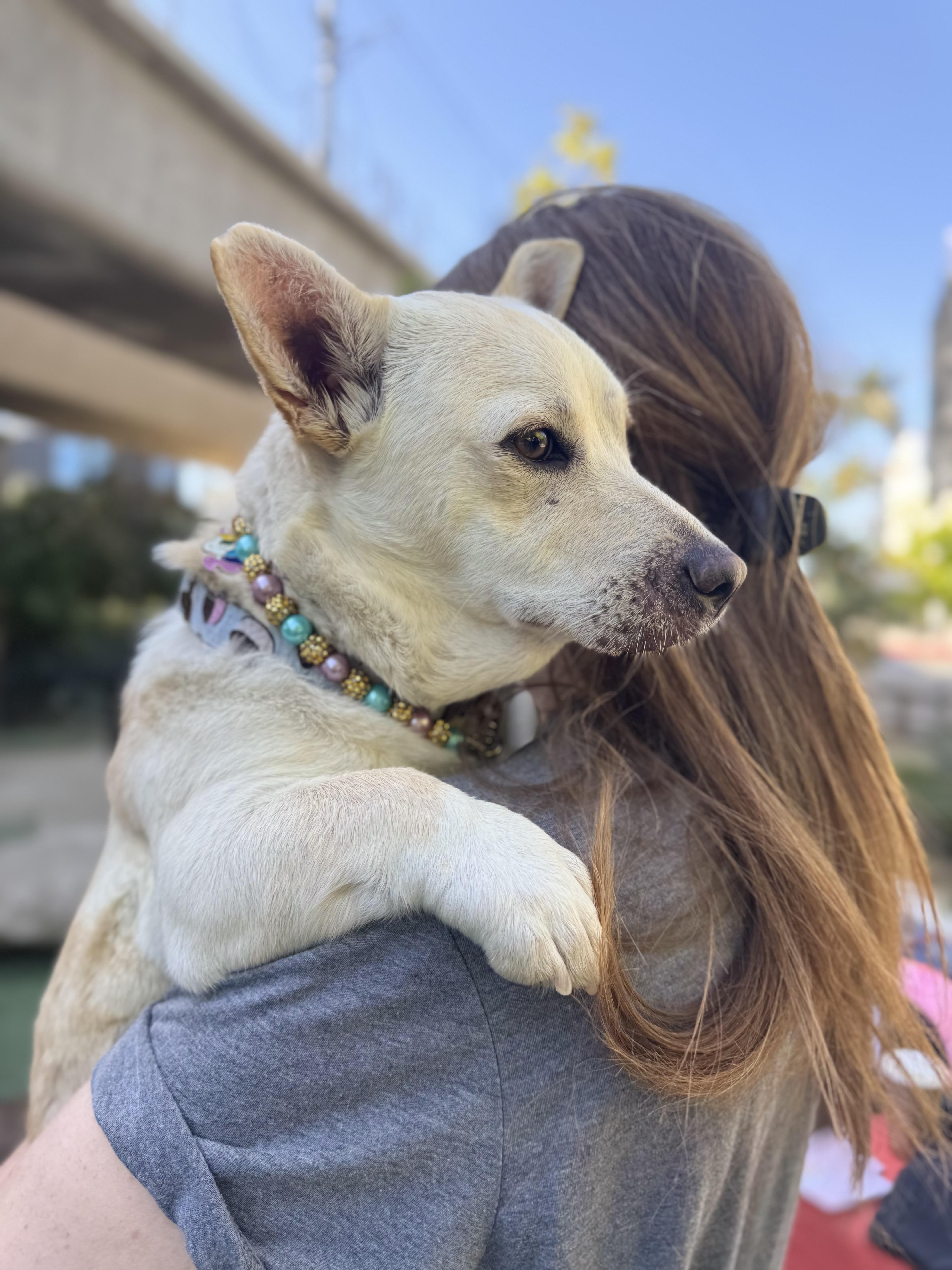 Amanda Batula , an adopted mixed breed in Los Angeles, CA image 5/6