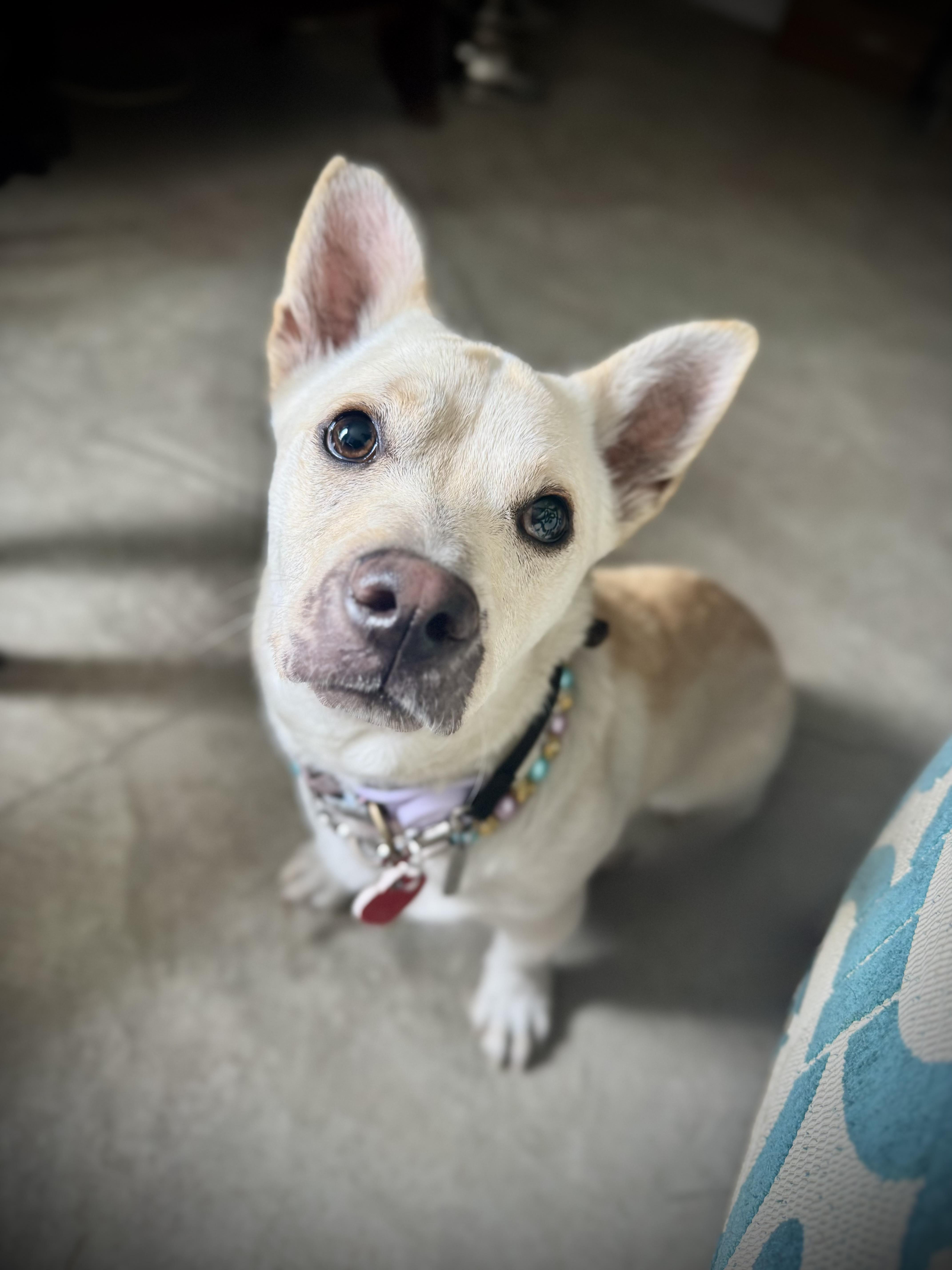 Amanda Batula , an adopted mixed breed in Los Angeles, CA image 3/6