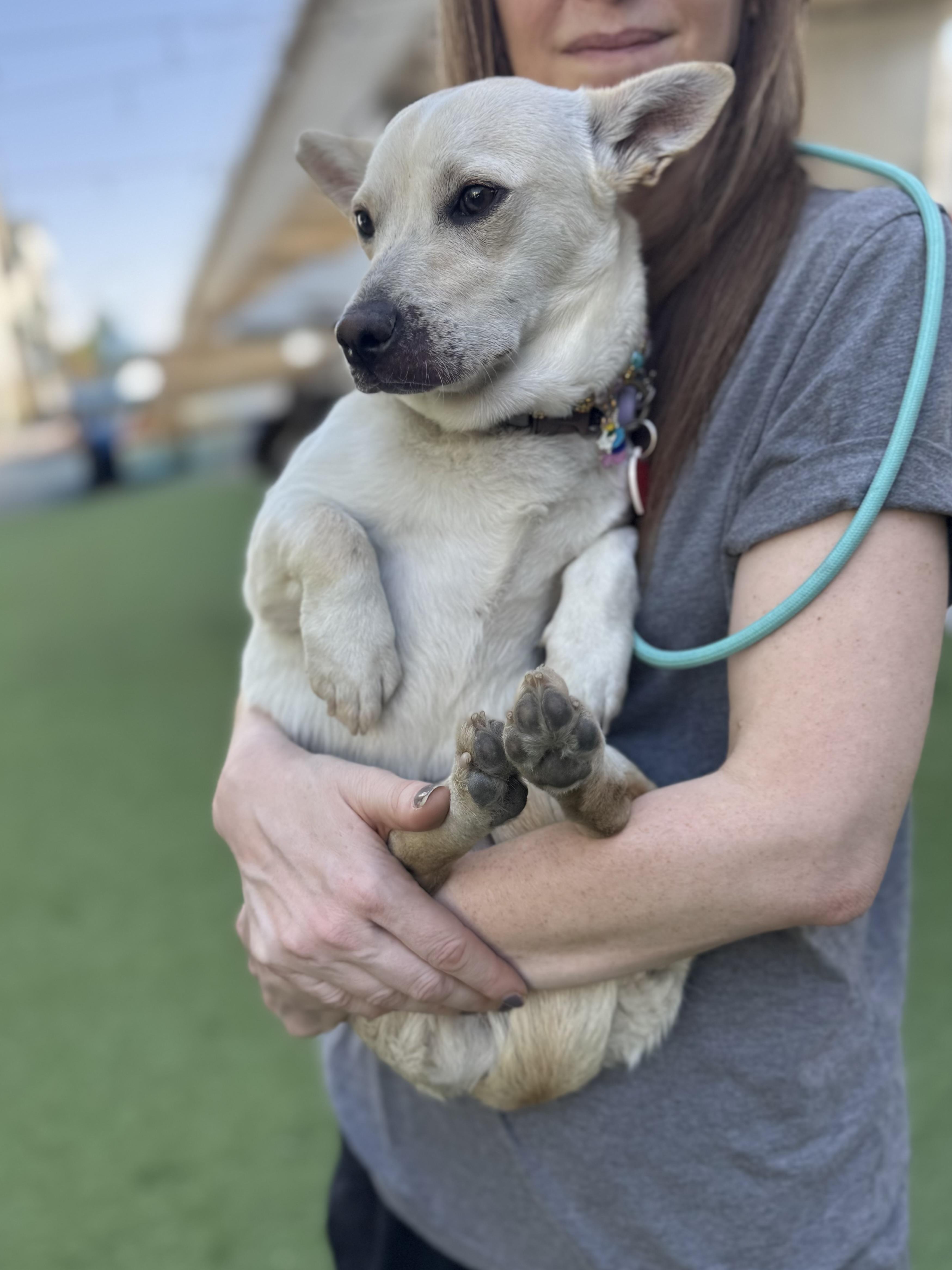 Amanda Batula , an adopted mixed breed in Los Angeles, CA image 1/6