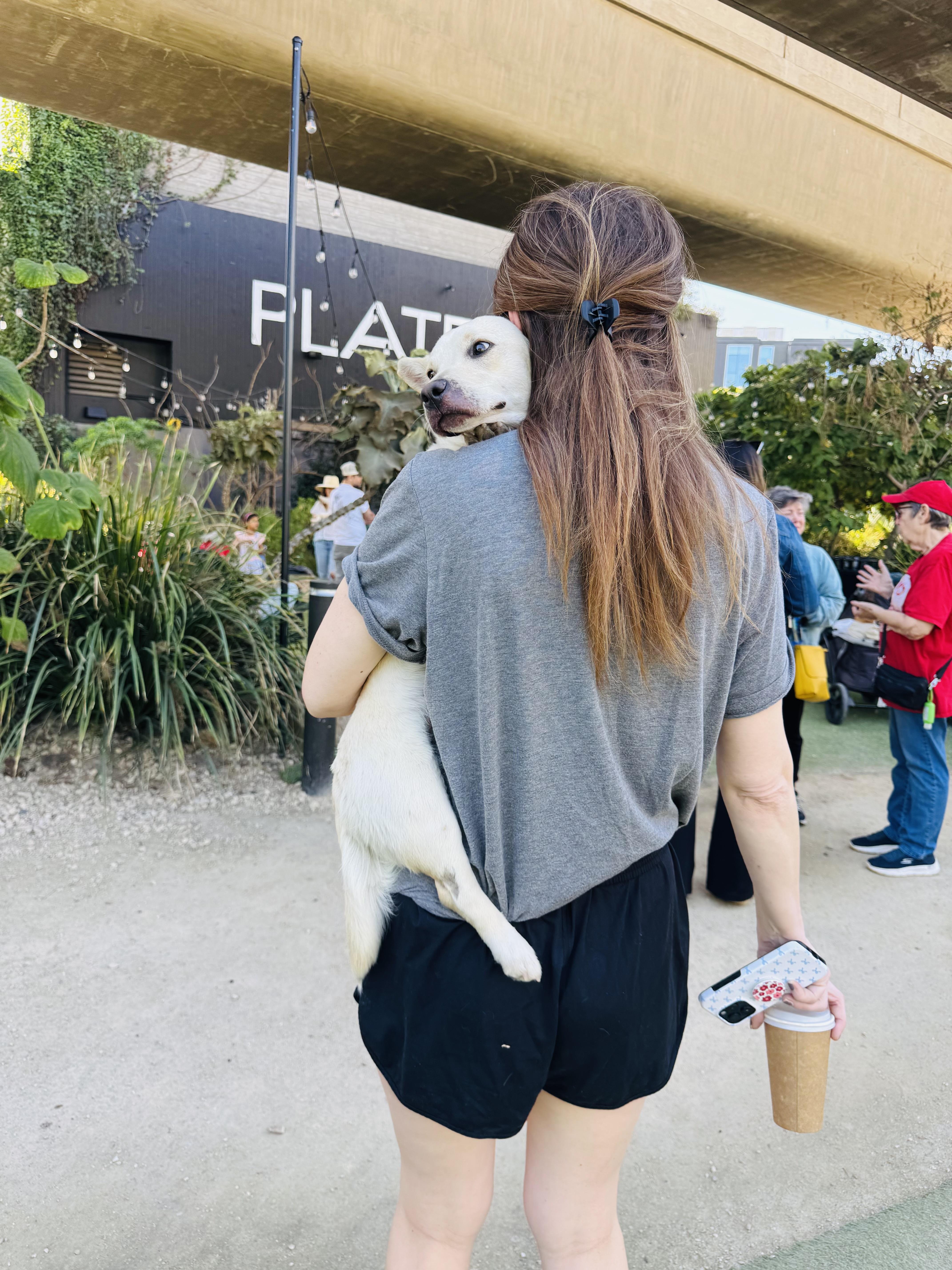 Amanda Batula , an adopted mixed breed in Los Angeles, CA image 4/6