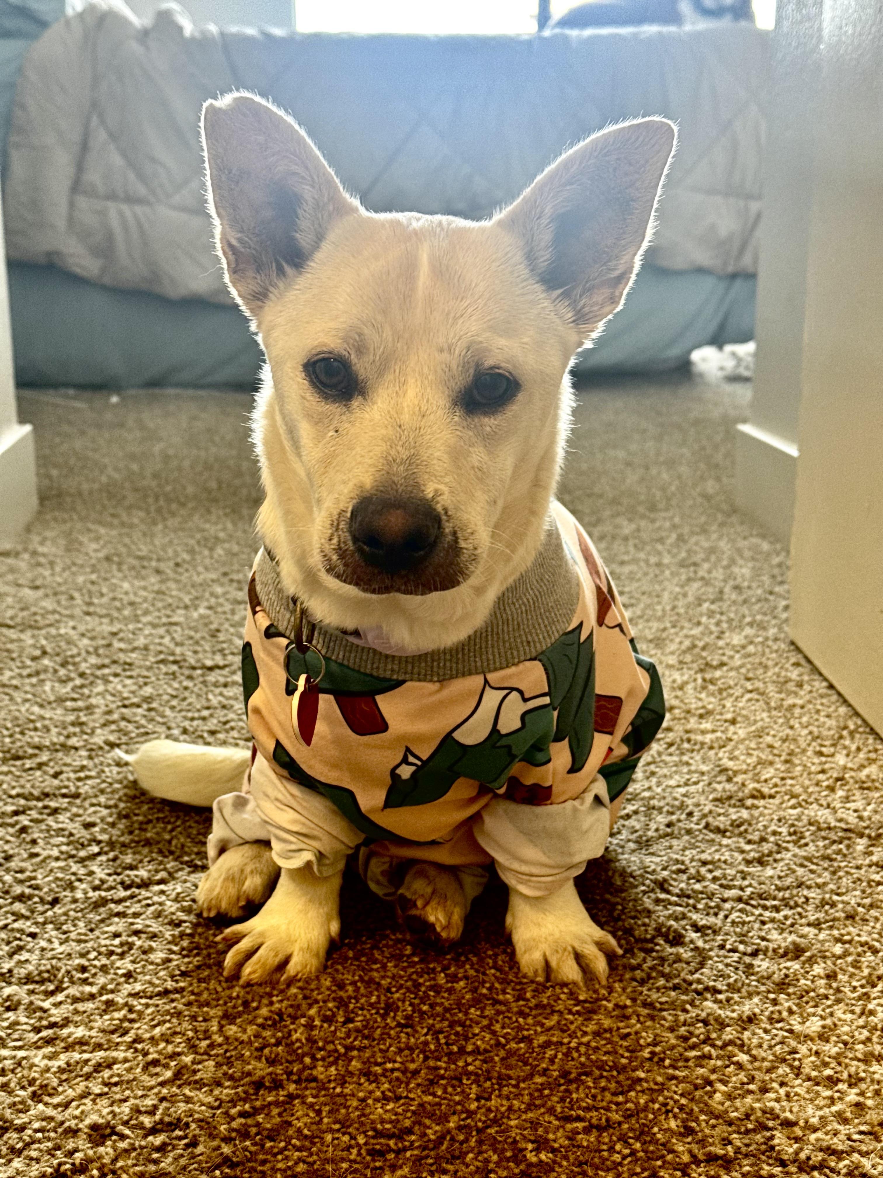 Amanda Batula , an adopted mixed breed in Los Angeles, CA image 2/6