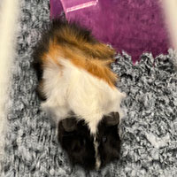Kimberly, Adopted, Young Female Guinea Pig.