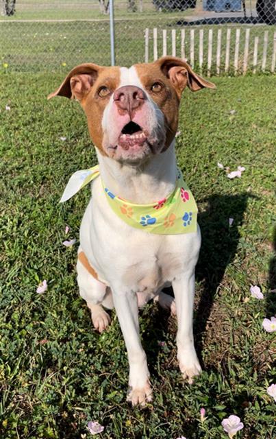 Enlarge DIXIE-LUCHI, a Adoptable mixed breed in Rosenberg, TX image 1/1